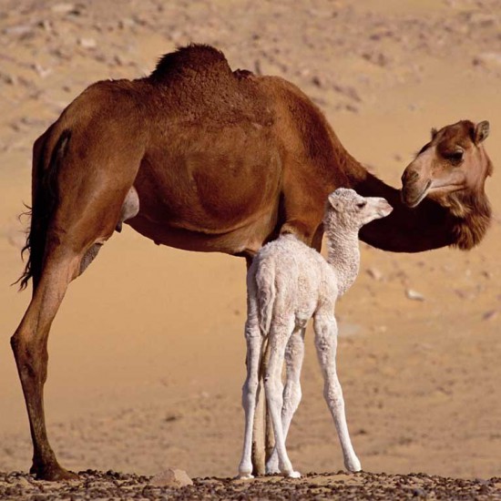 camel-baby.jpg