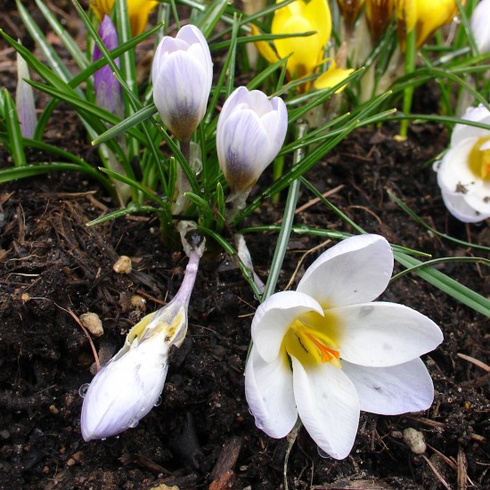 Jarní rovnodennost 20. března 2013