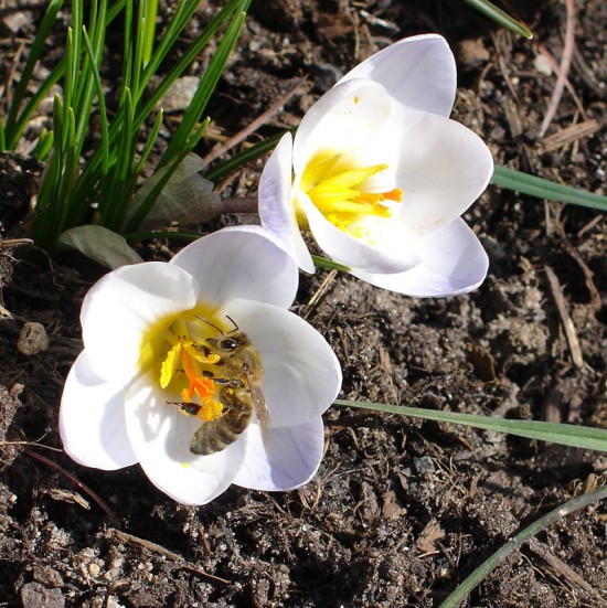 prvni_vcelicky_na_krokusech.jpg