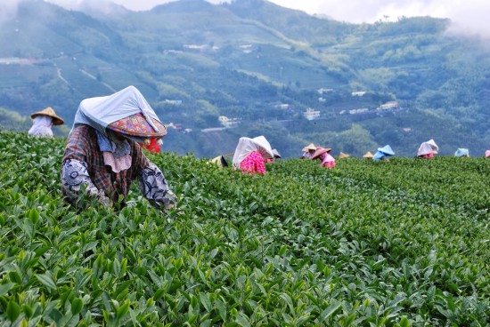 krásné čajové plantáže v ekologicky čisté oblasti Nantou v malebné vísce Minjing na Taiwanu krásné čajové plantáže v ekologicky čisté oblasti Nantou v malebné vísce Minjing na Taiwanu