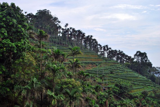 čajová plantáž v idylickém prostředí palmových hájků a nádherných hor Srdce Asie – Taiwanu