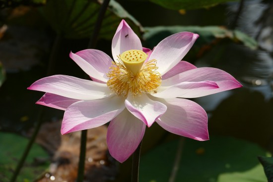 Ateliér asijských umění Magnolia - ČCHI-KUNG, DECHOVÁ CVIČENÍ A MEDITACE